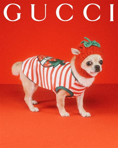 gucci kitten boots|Gucci pets.